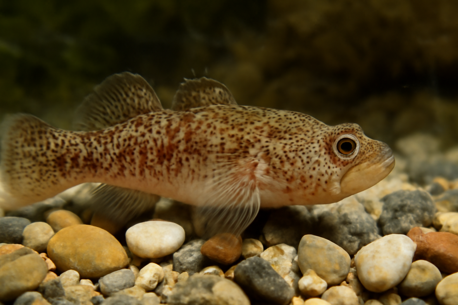 Freckled Gudgeon