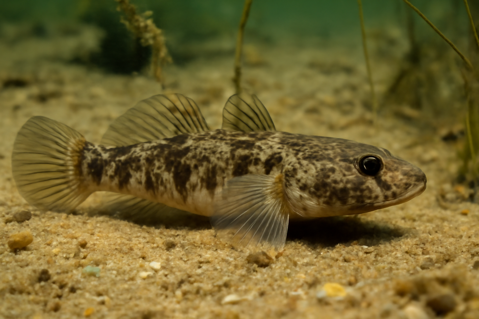 Flathead Gudgeon