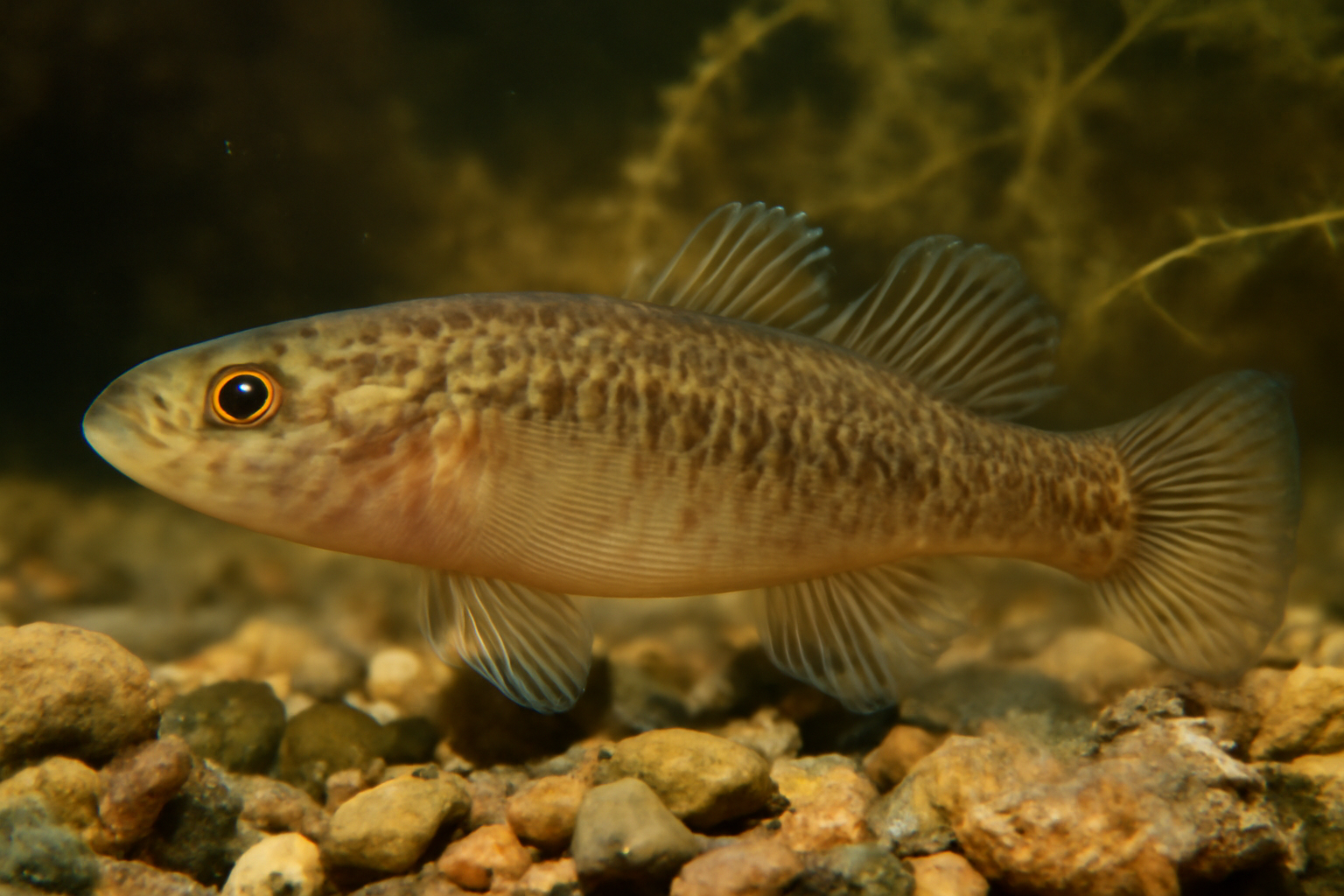 Western Carp Gudgeon