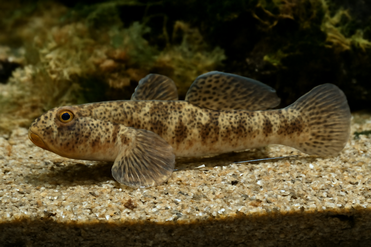 Eleotris