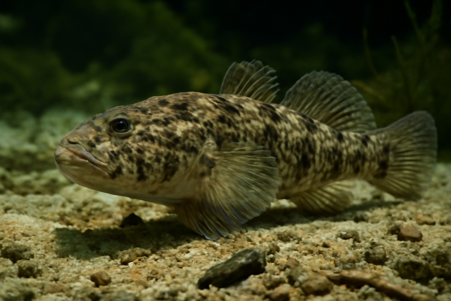 Guavina Guavina
