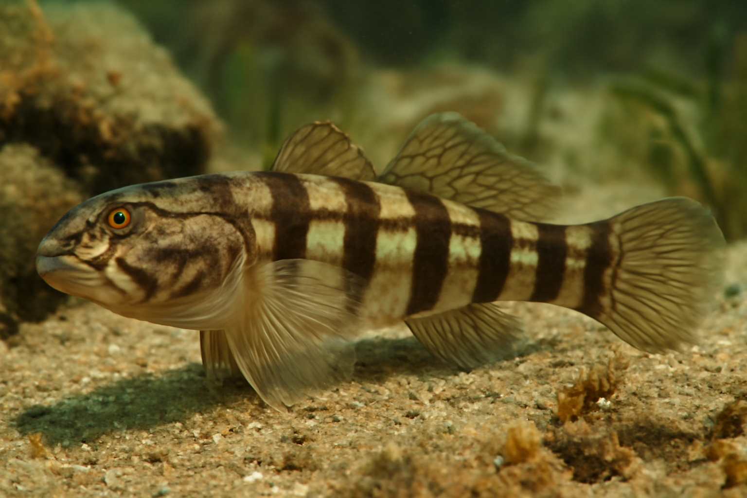 Striped Guavina