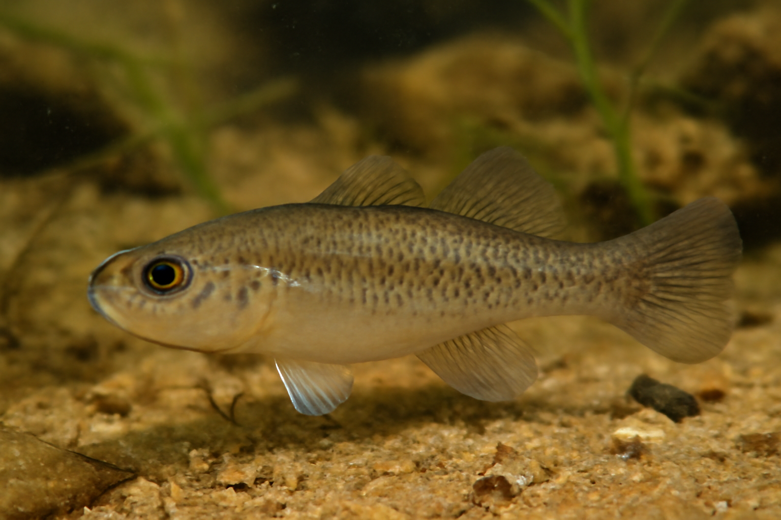 Swan River Gudgeon