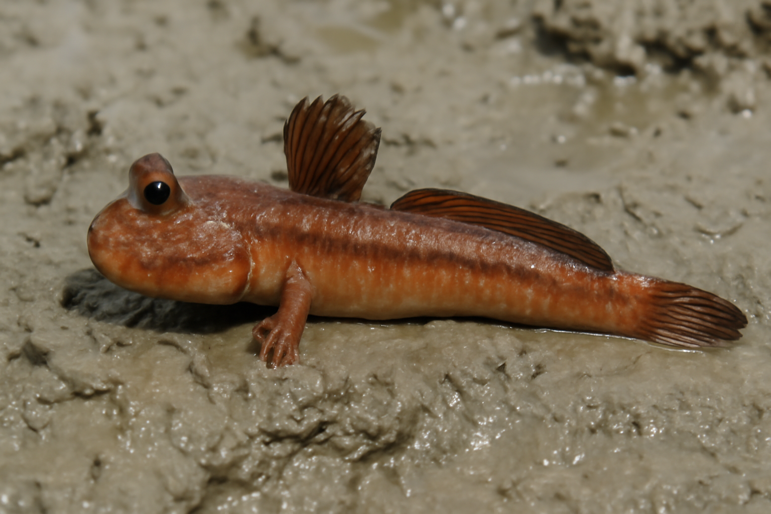 Reddish-brown Mudskipper