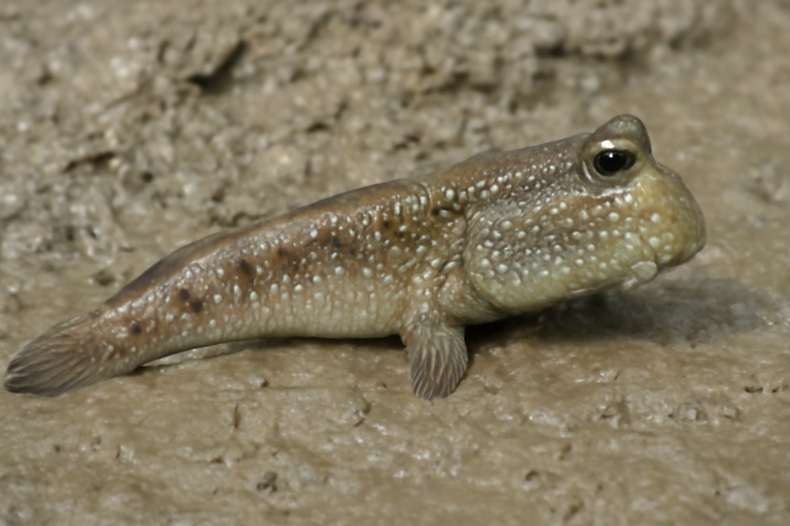 Common Mudskipper