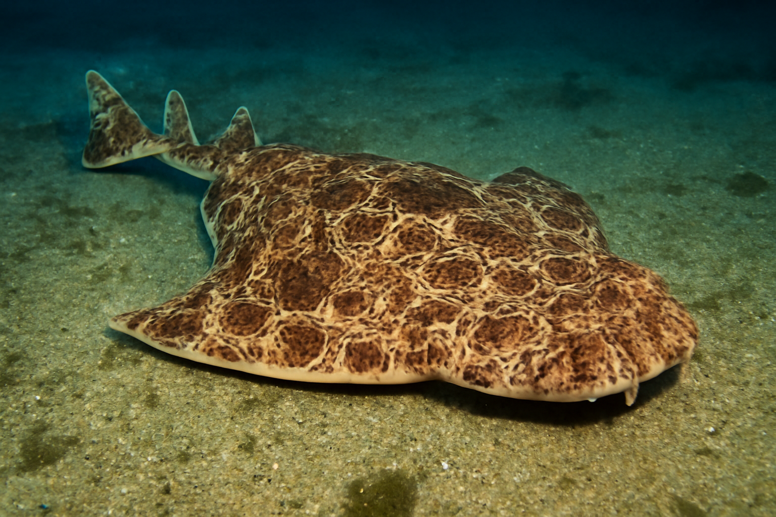 Ornate Angelshark