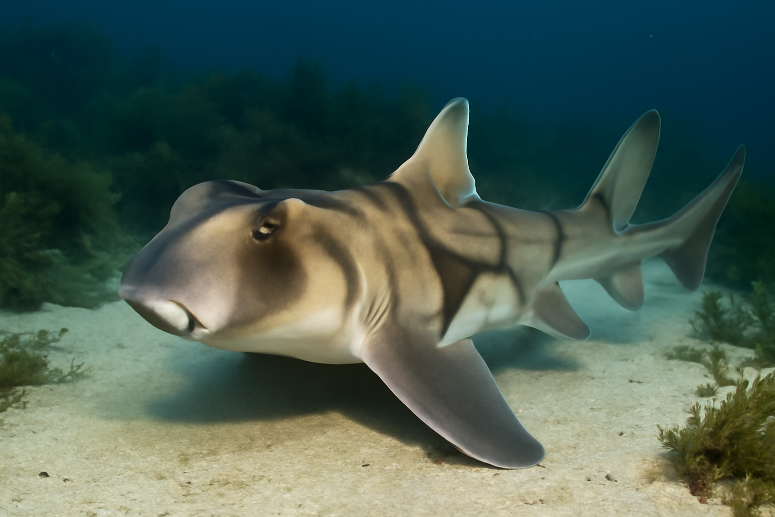 Port Jackson Shark