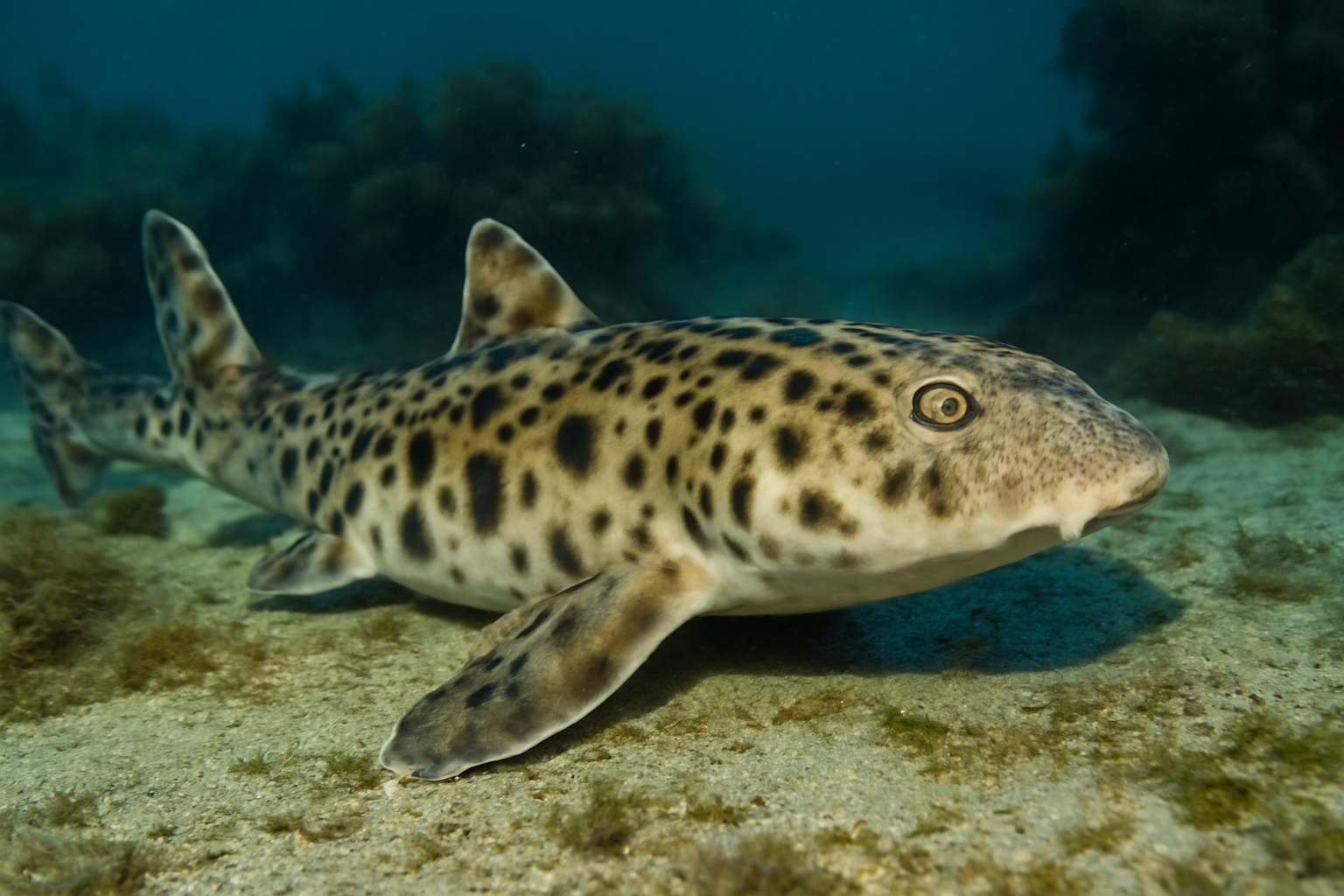 Australian swellshark