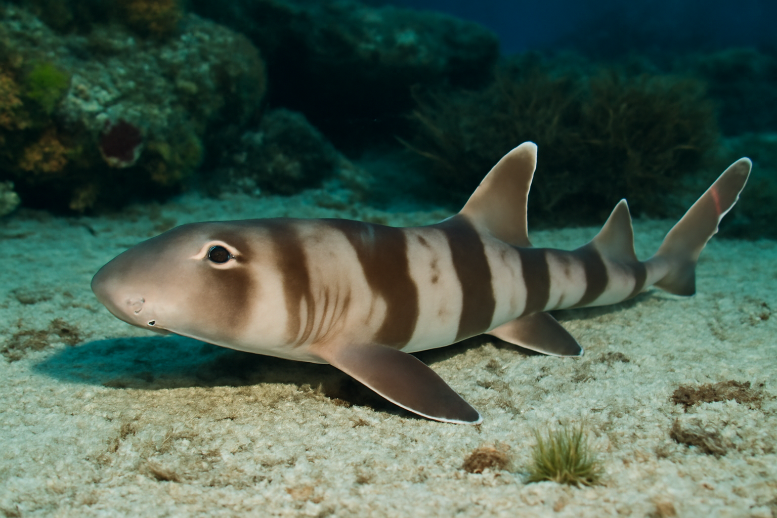 Brownbanded Bamboo Shark