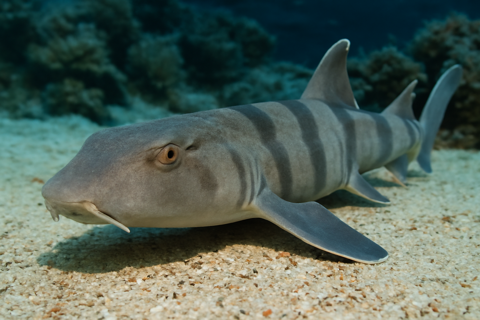 Grey Bamboo Shark