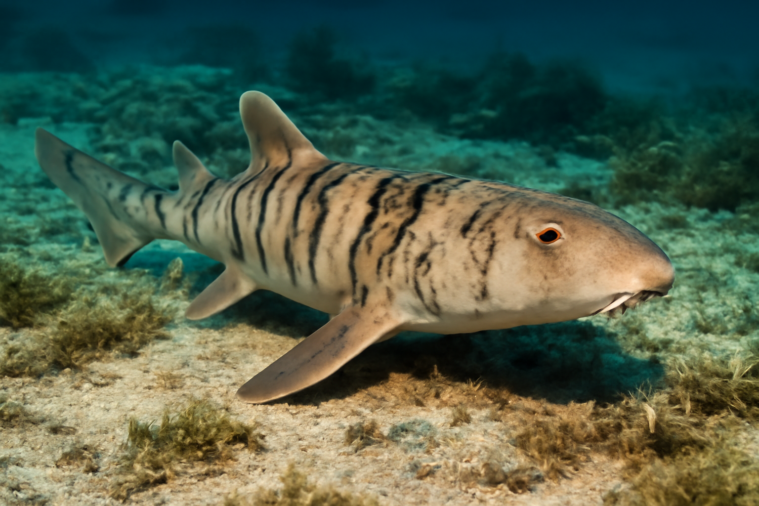 Arabian Bamboo Shark