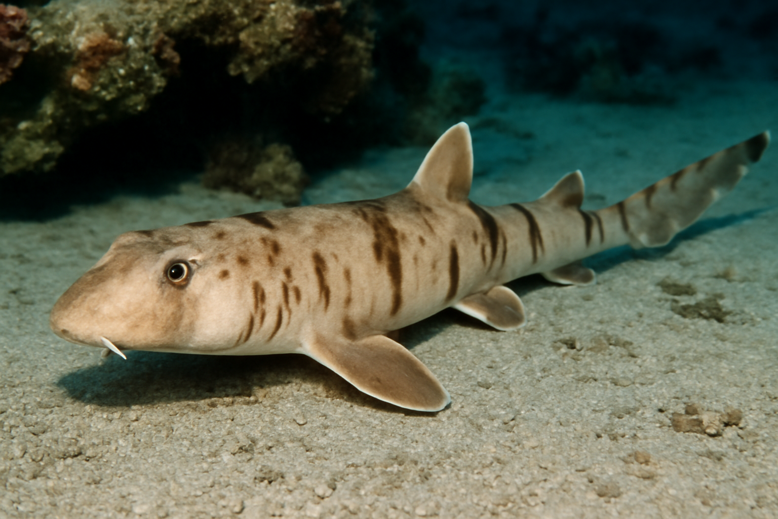 Slender Bamboo Shark
