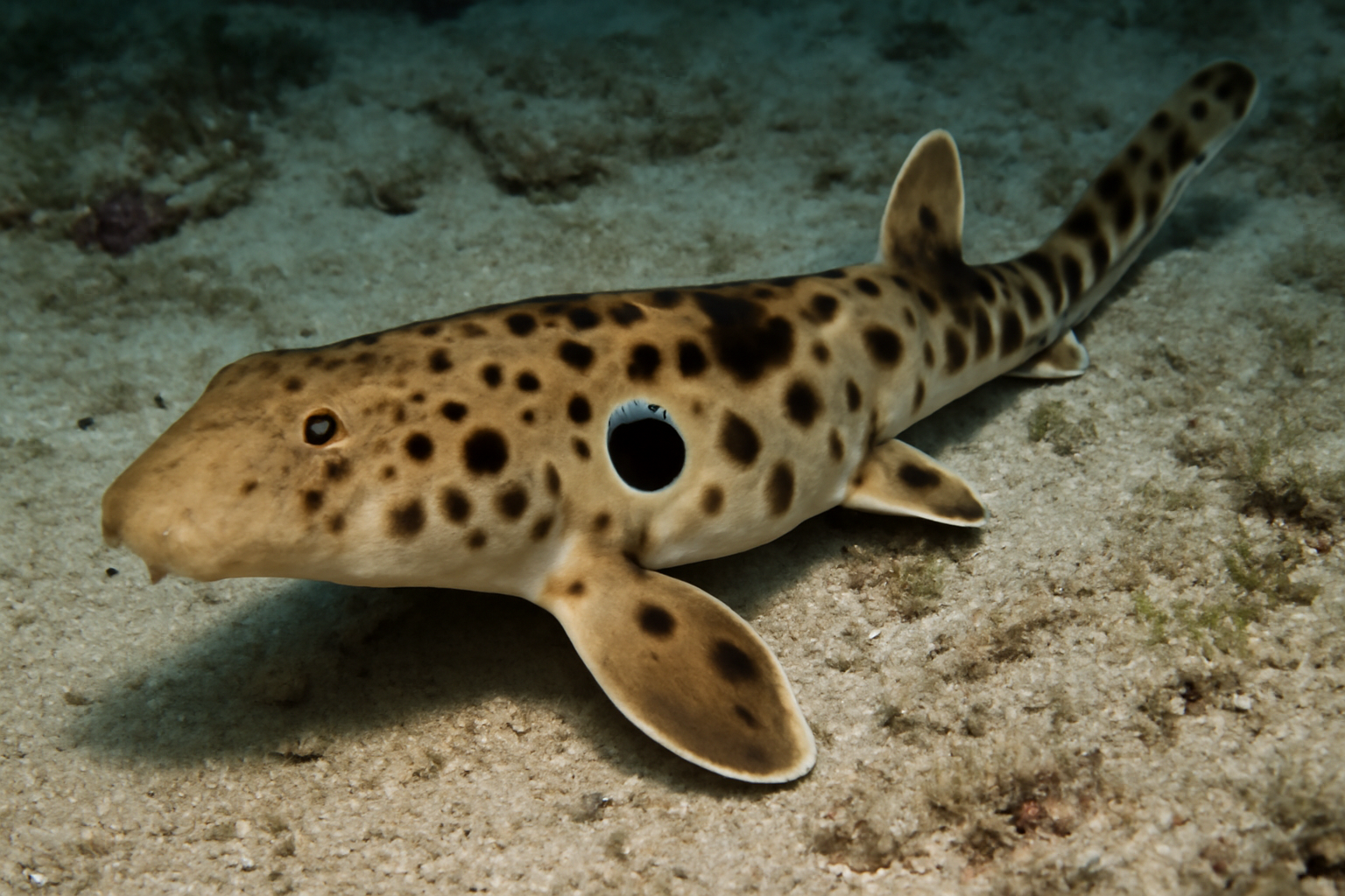Epaulette Shark