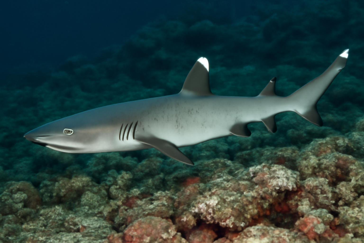 Whitetip Reef Shark