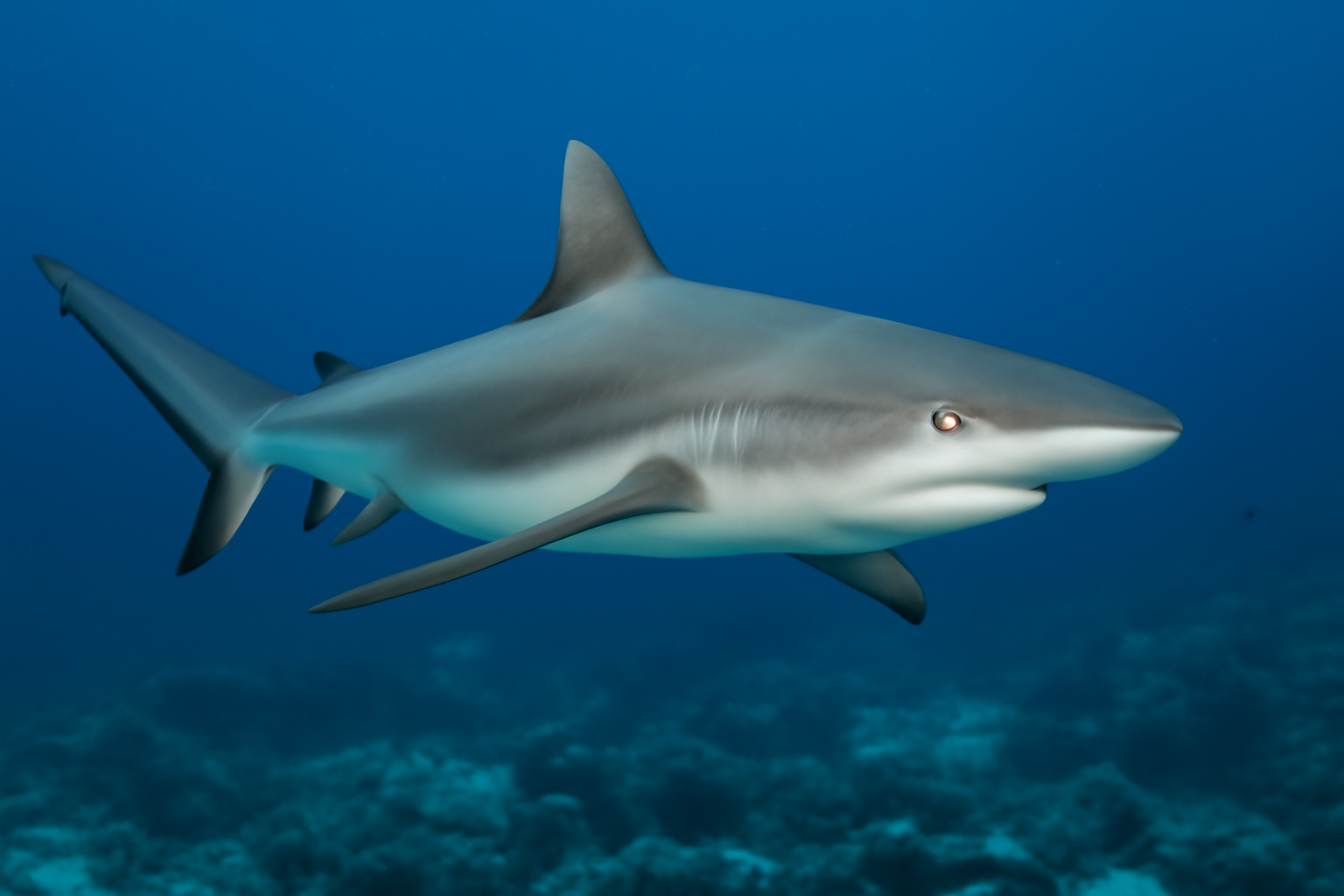 Grey Reef Shark