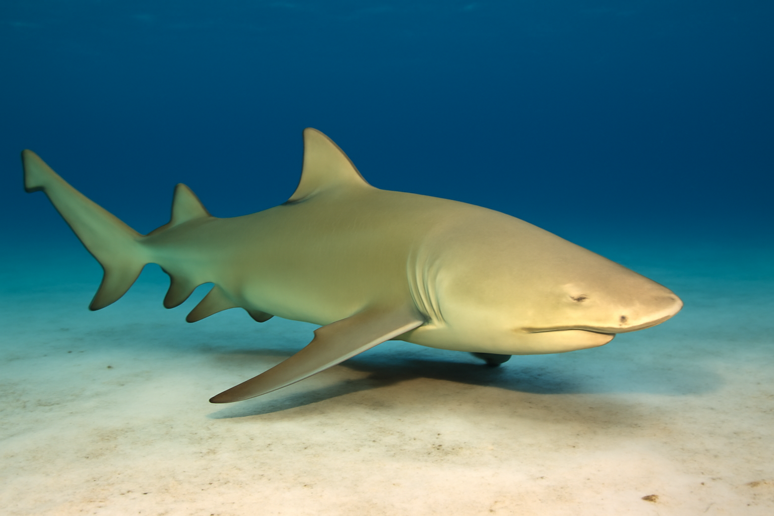 Sicklefin Lemon Shark