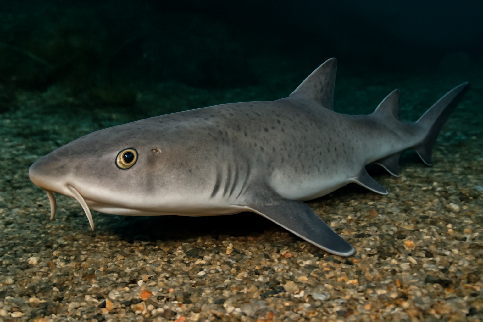 Barbeled houndshark