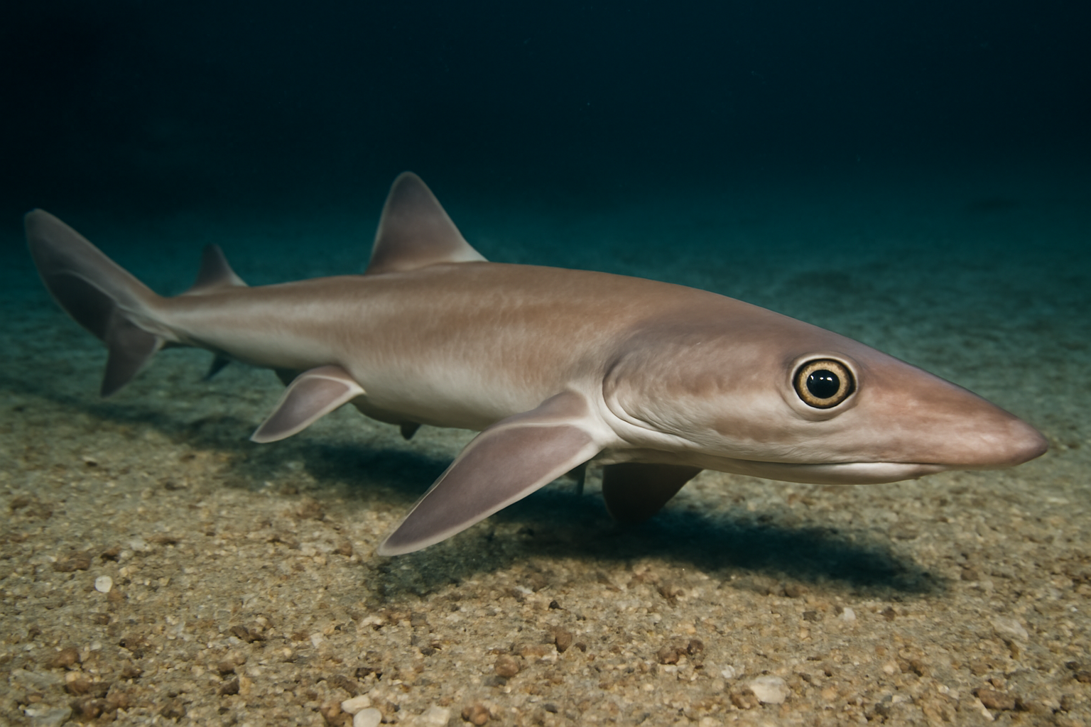New Zealand Gollumshark
