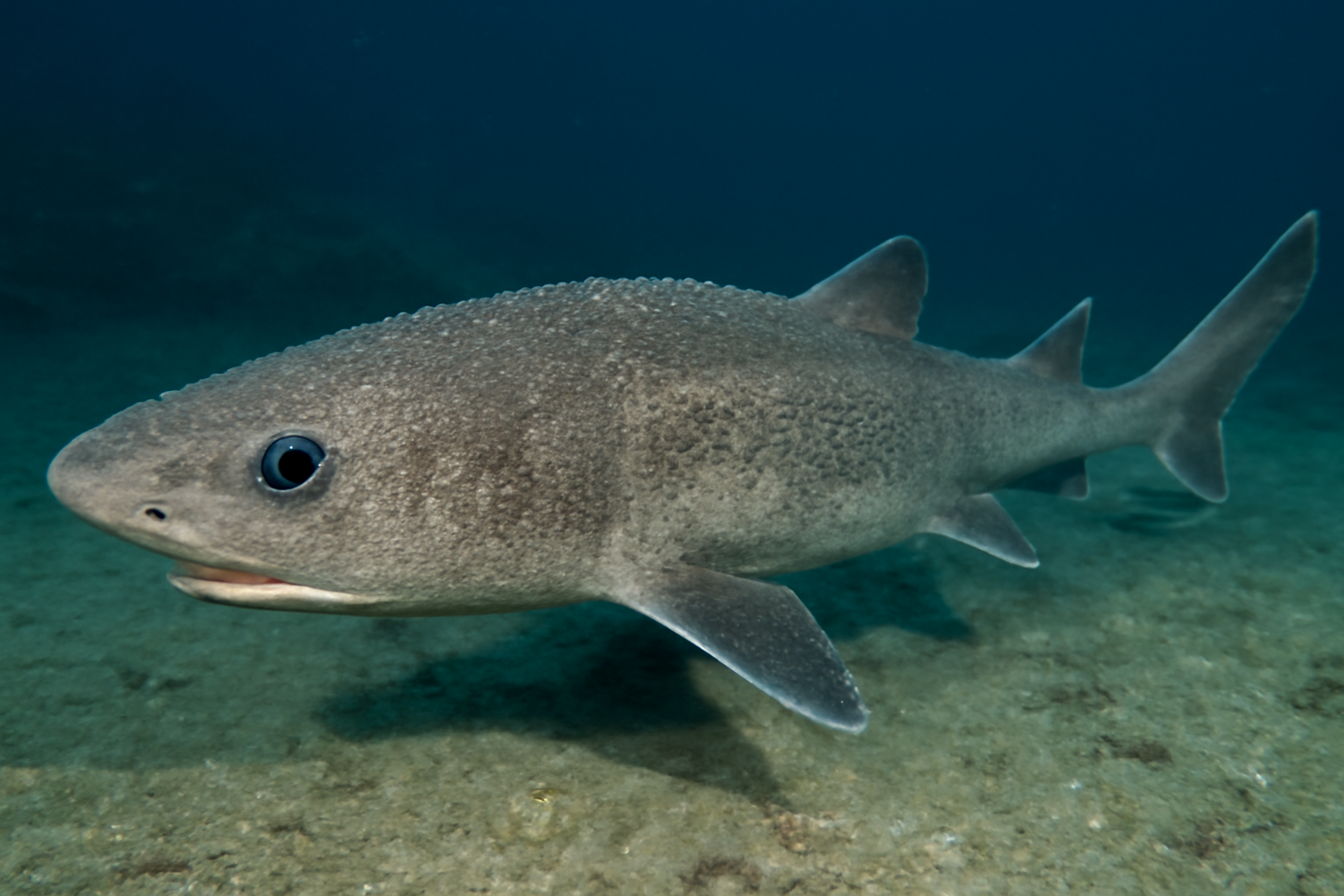 Bristly Dogfish