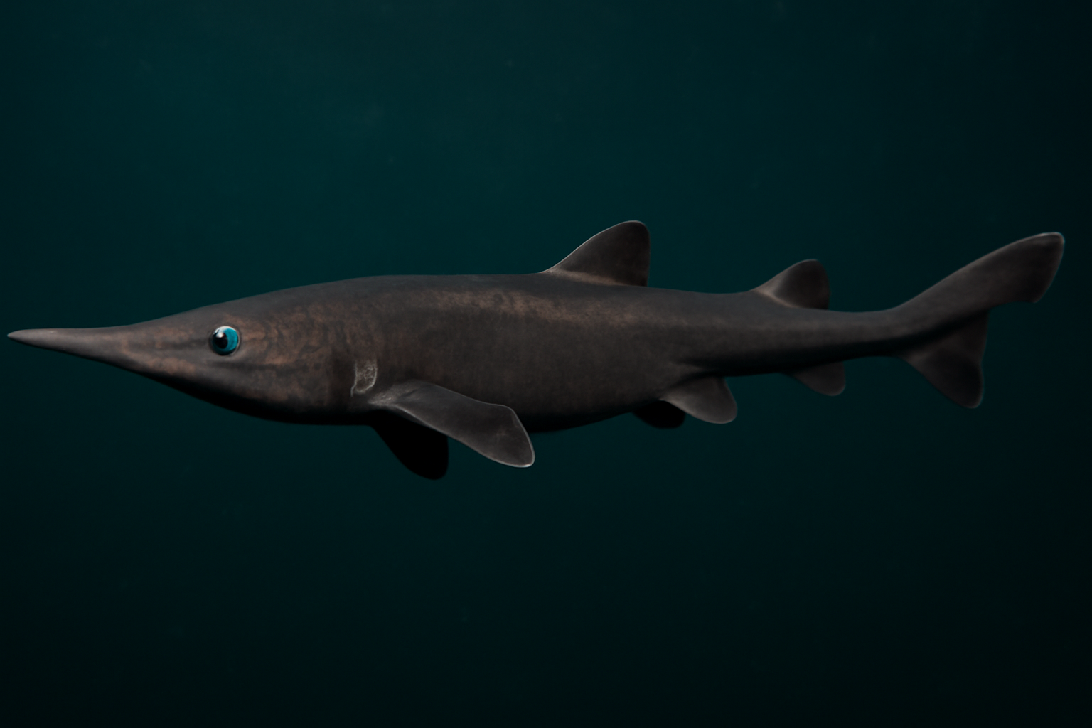 Longnose Velvet Dogfish