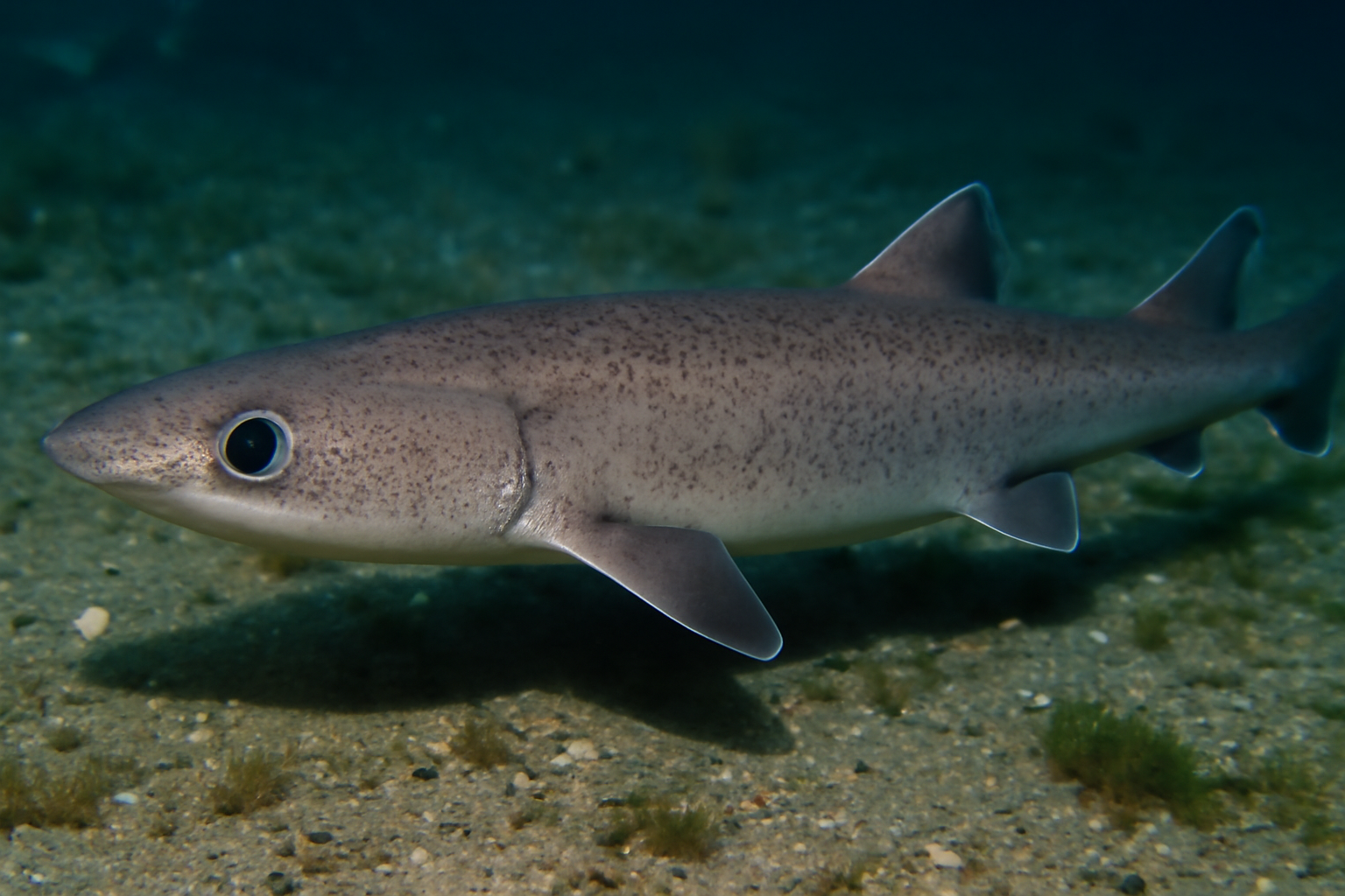Cylindrical Dogfish