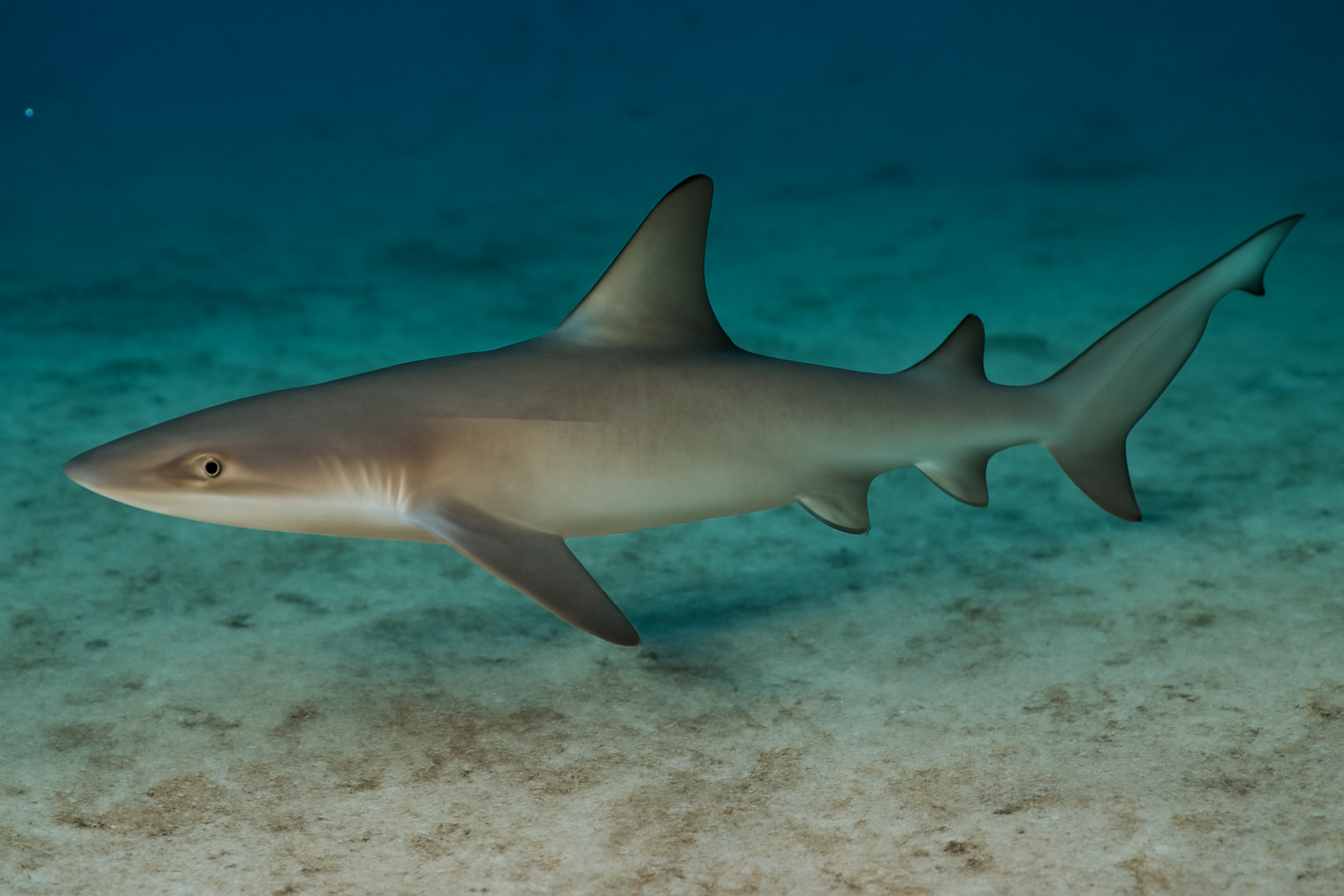 Sicklefin Weasel Shark