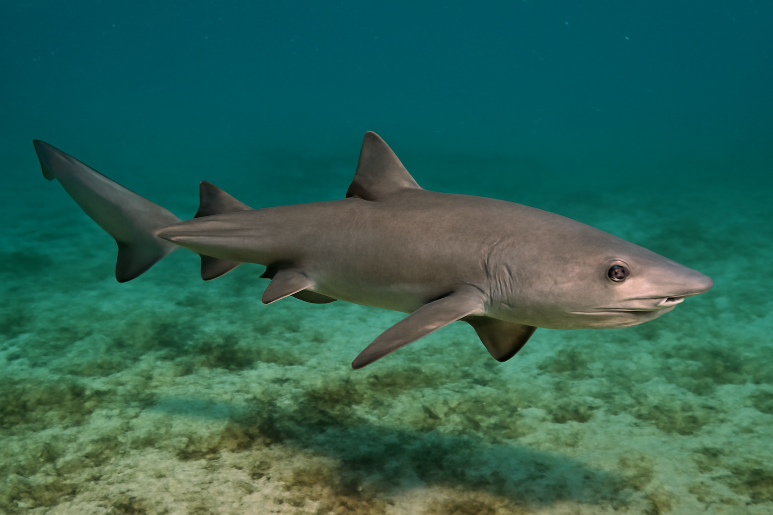 Straight-tooth Weasel Shark