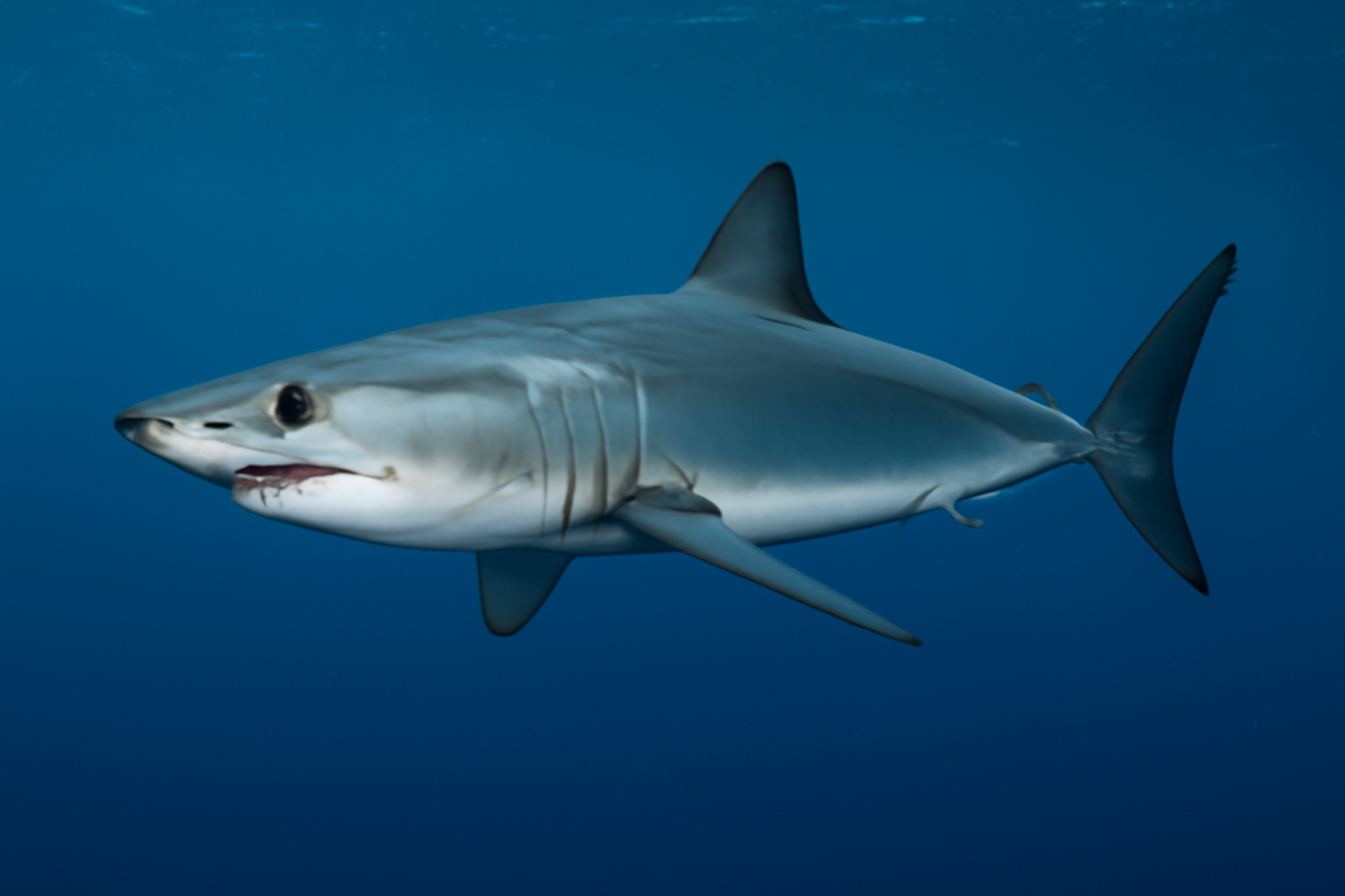 Shortfin Mako Shark