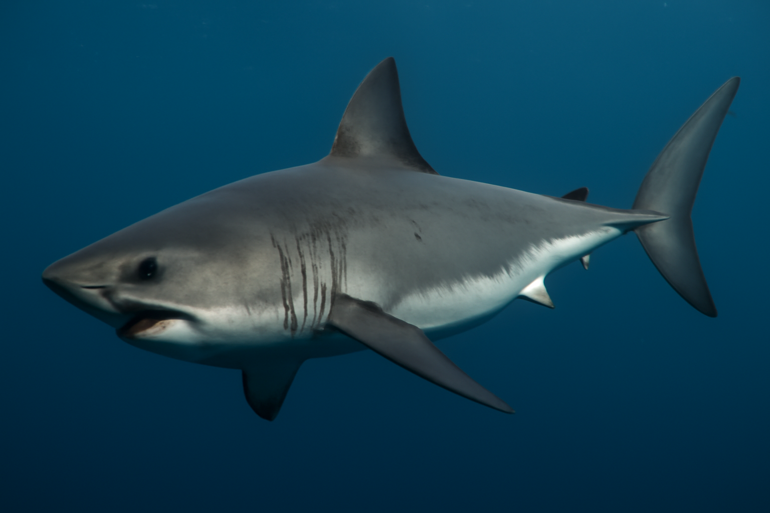 Salmon Shark