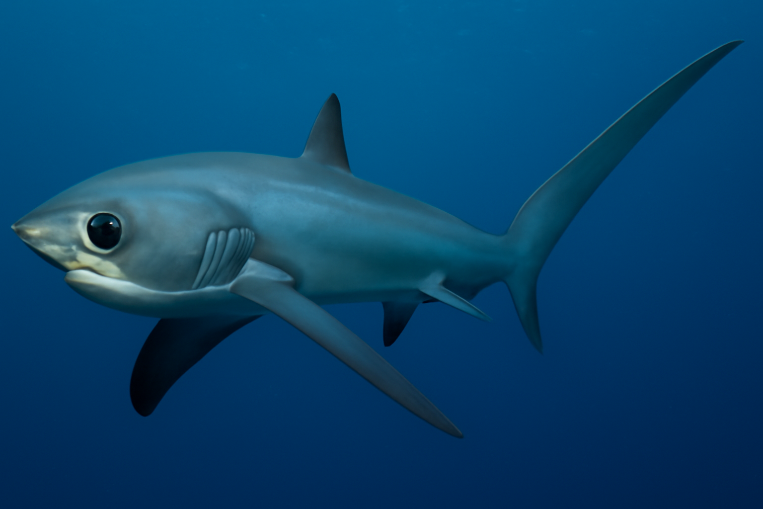 Bigeye Thresher