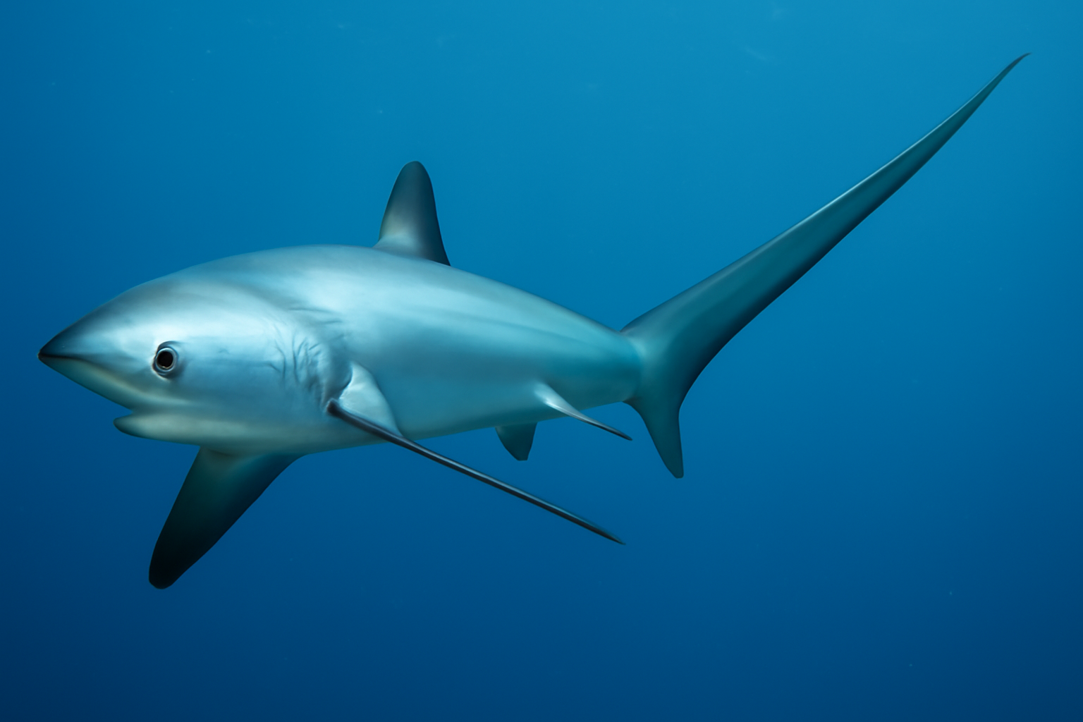 Pelagic Thresher