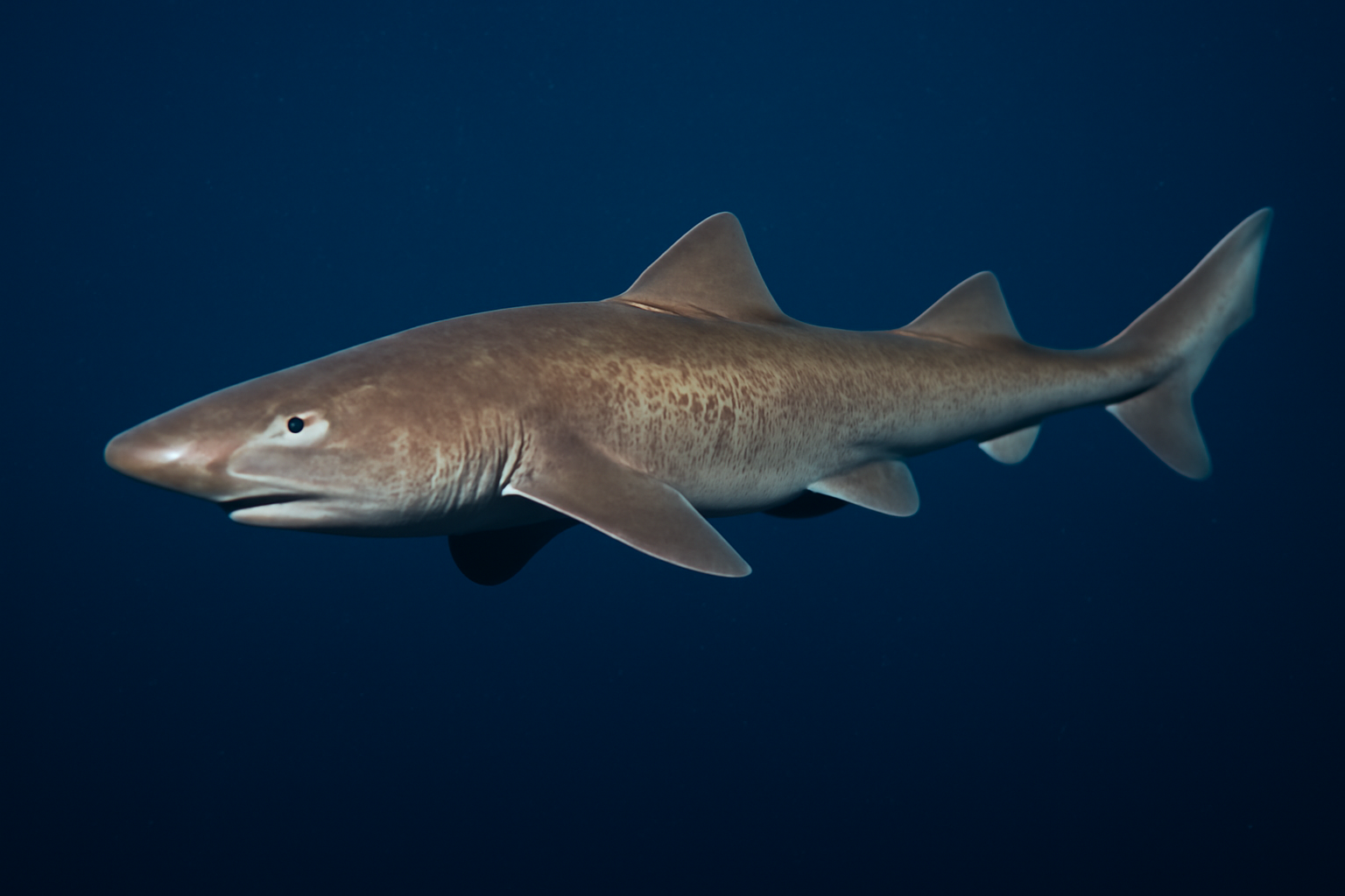 Leafscale Gulper Shark