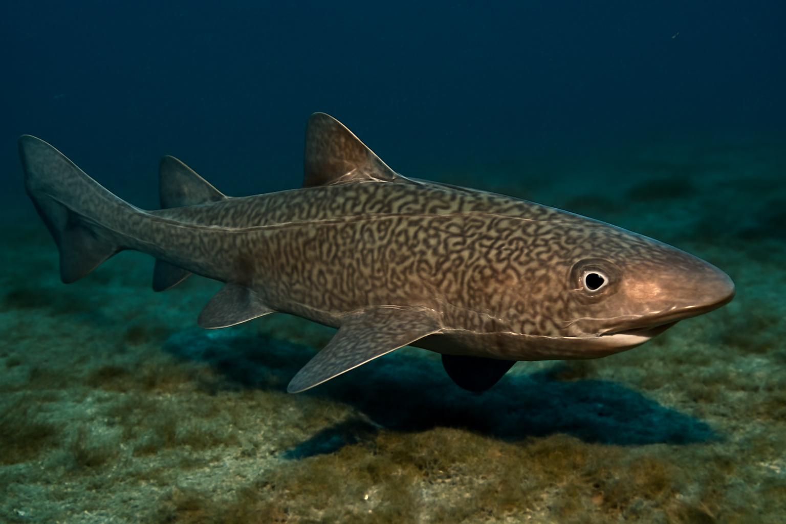Mosaic Gulper Shark