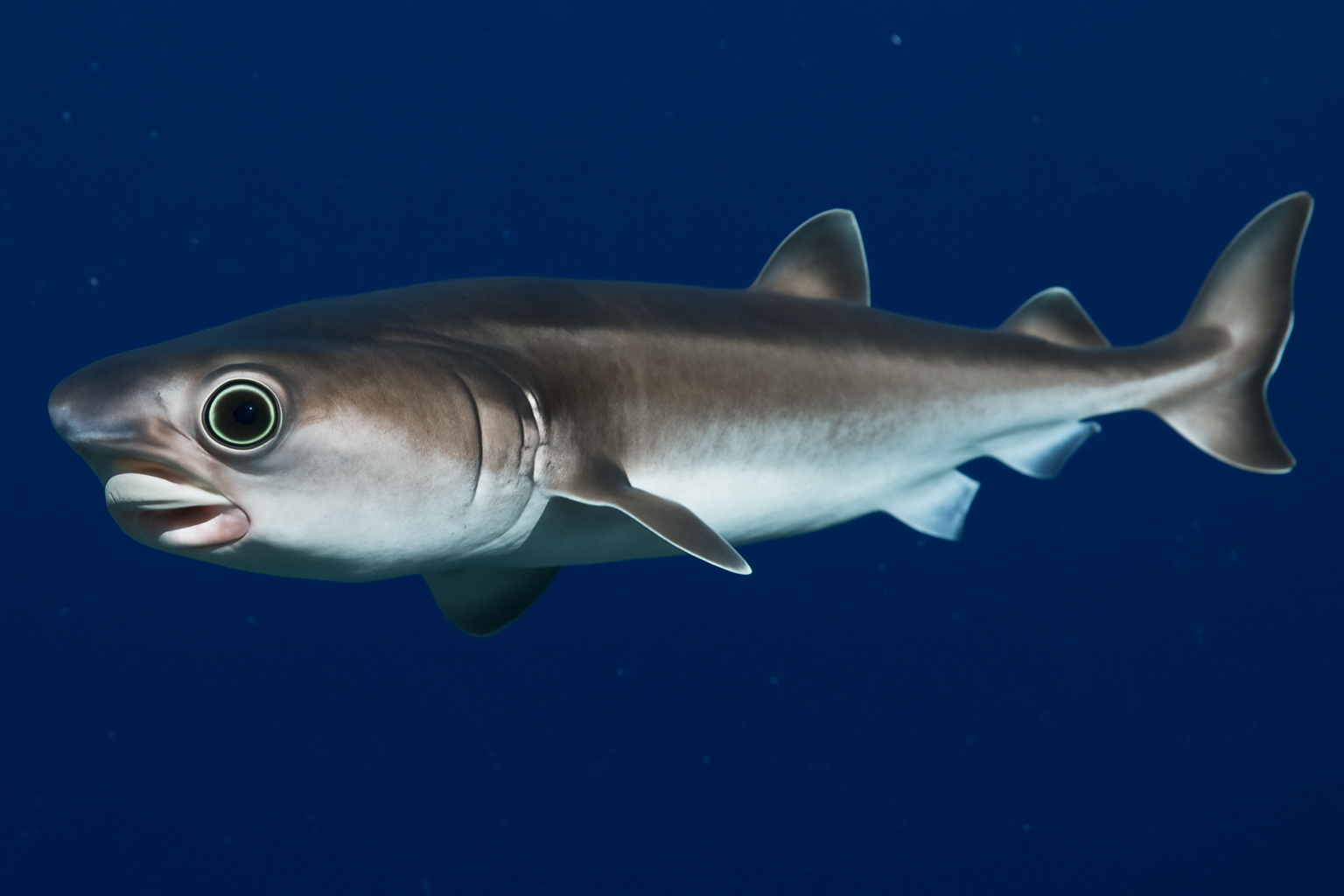 Hawaiian cookiecutter shark