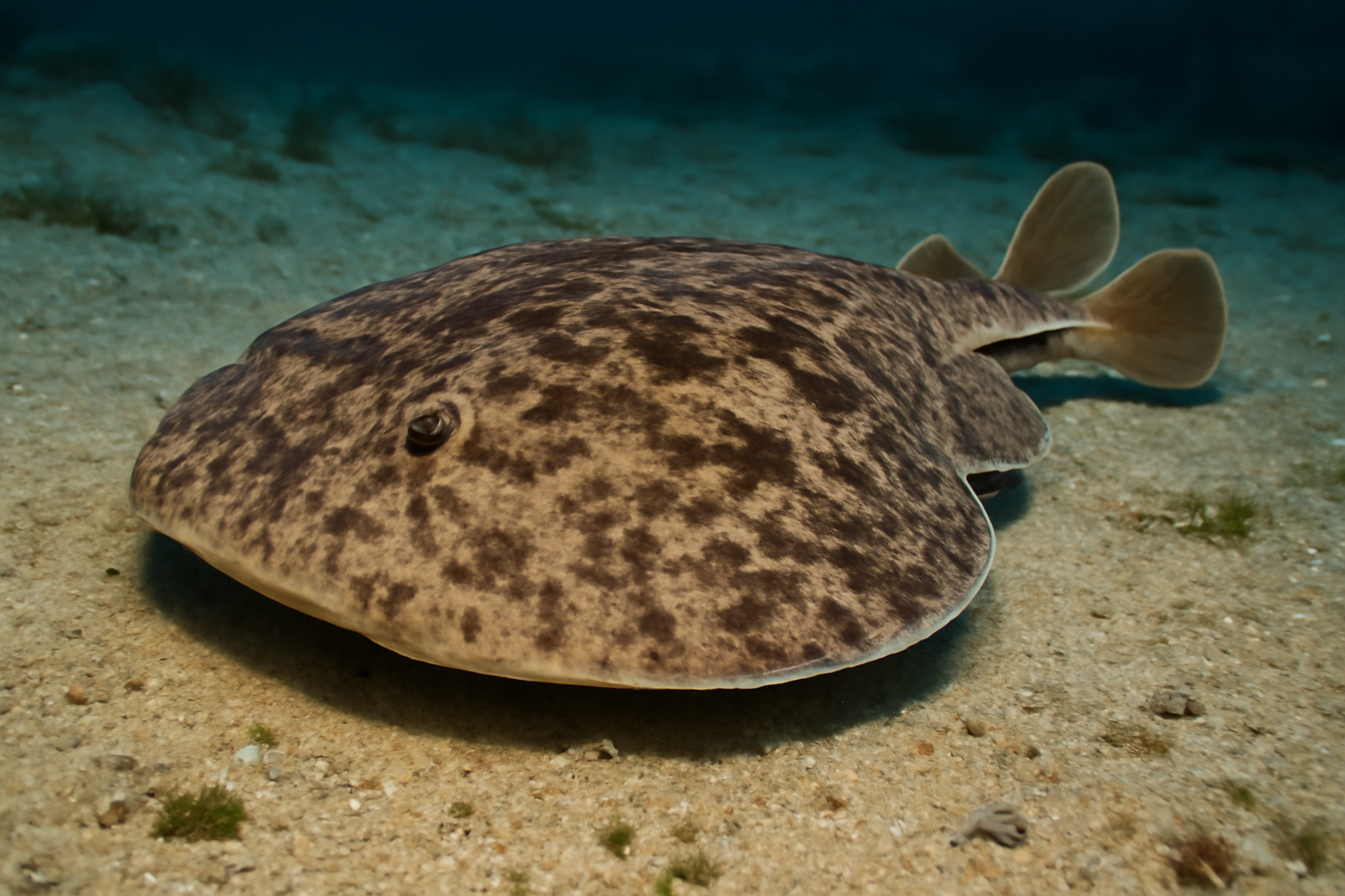 Marbled Electric Ray