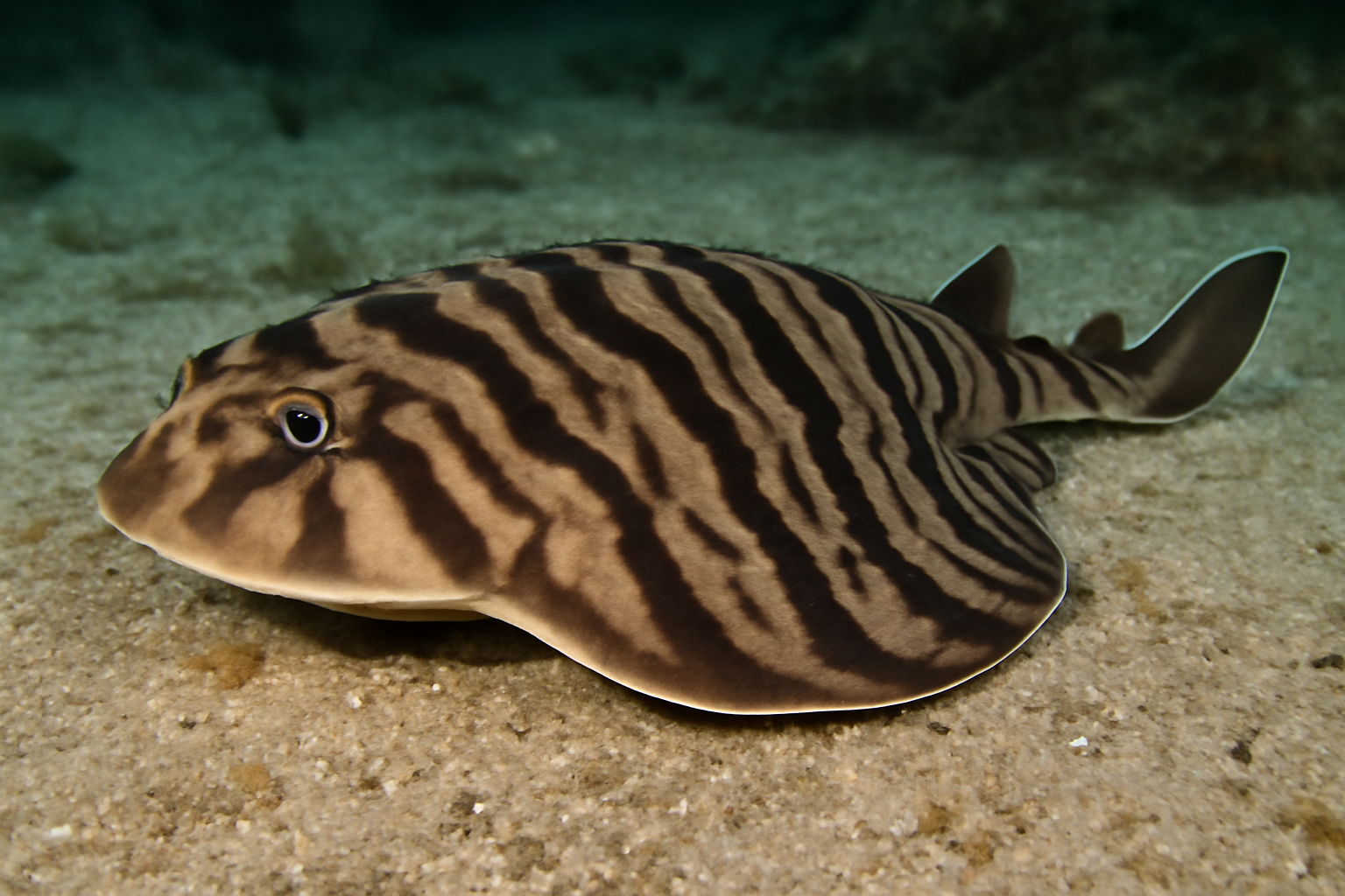 Banded Sleeper Ray