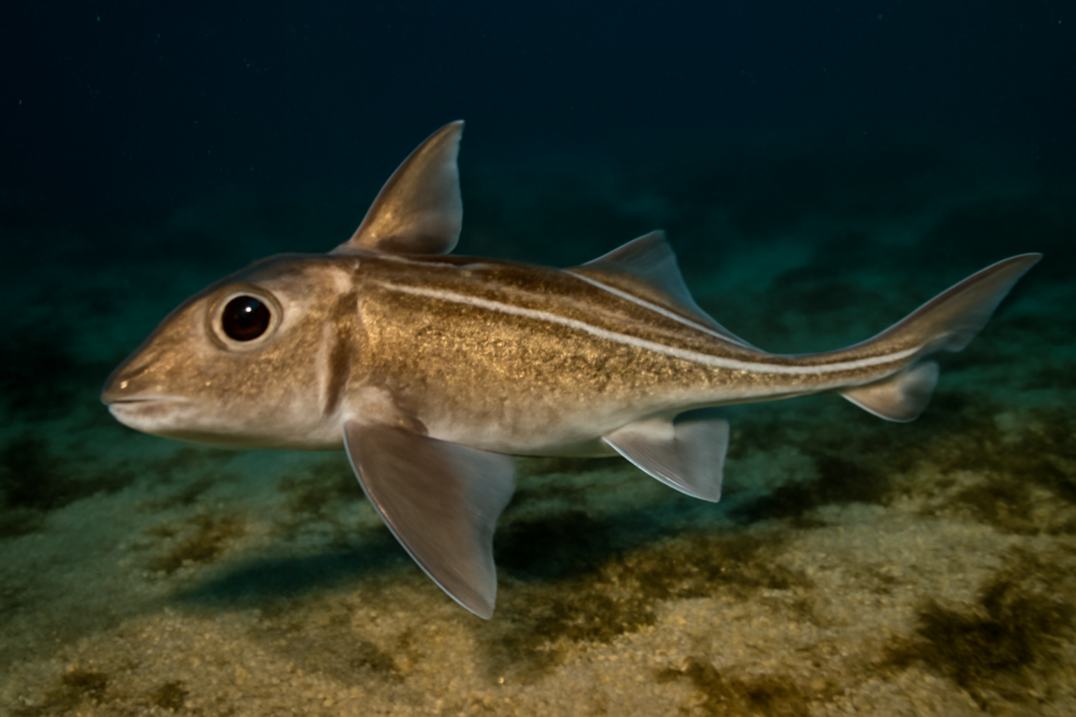Australian Ghost Shark