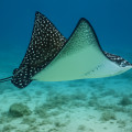 Spotted Eagle Ray