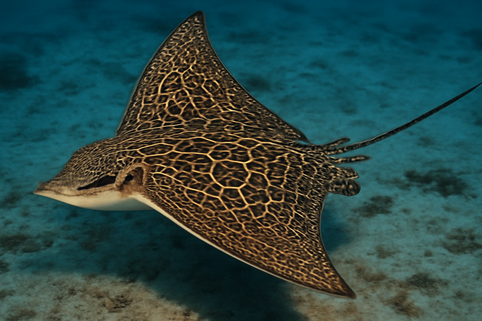 Ornate Eagle Ray