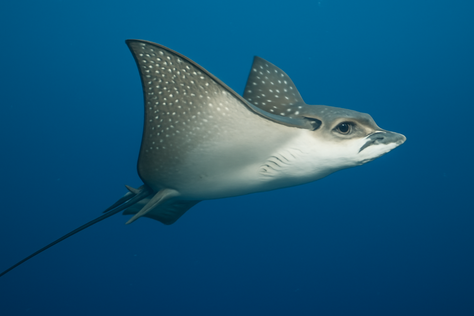 Pelagic Eagle Ray