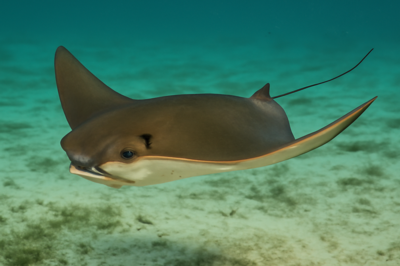 Atlantic Cownose Ray