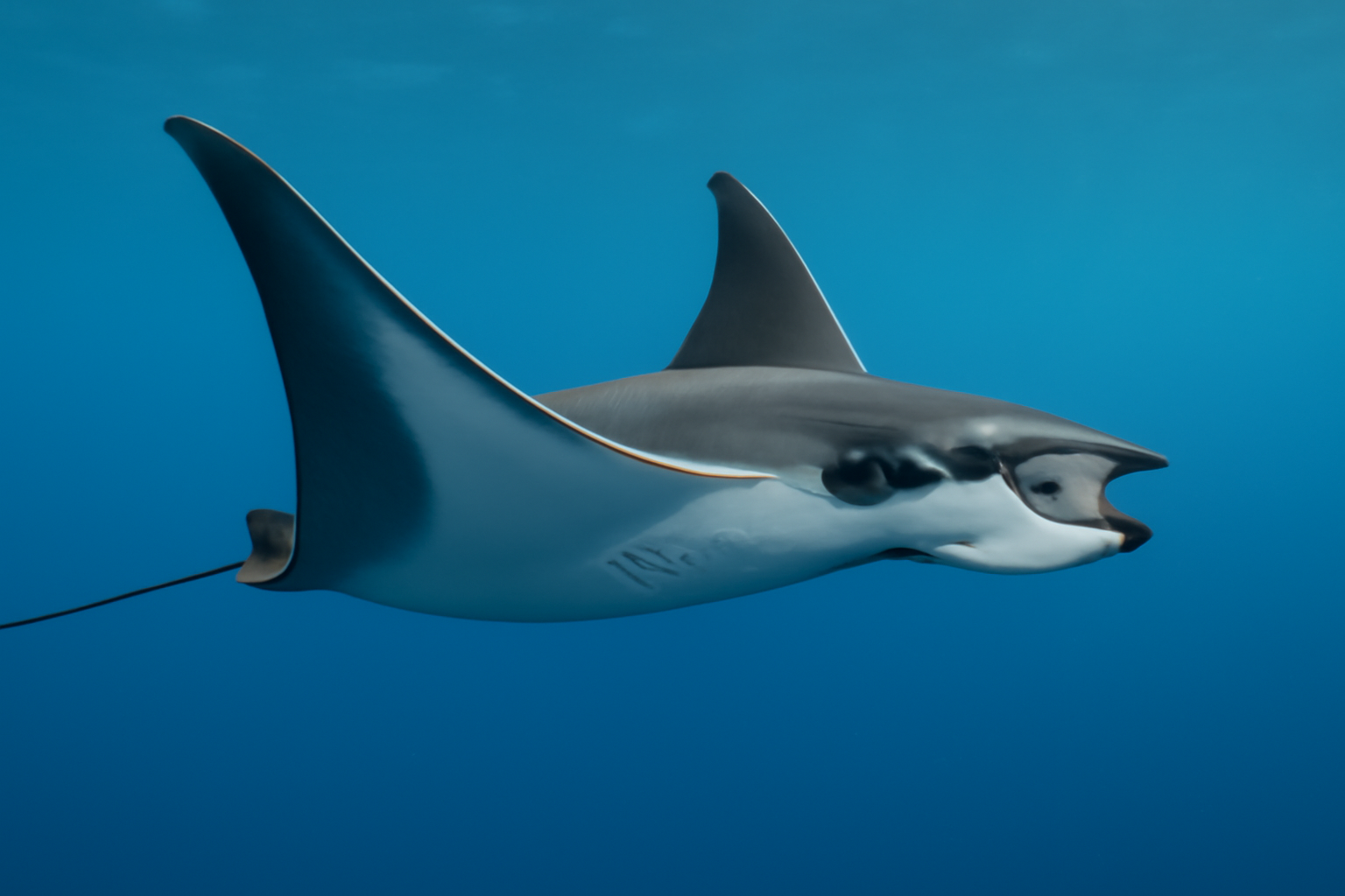 Sicklefin Devil Ray