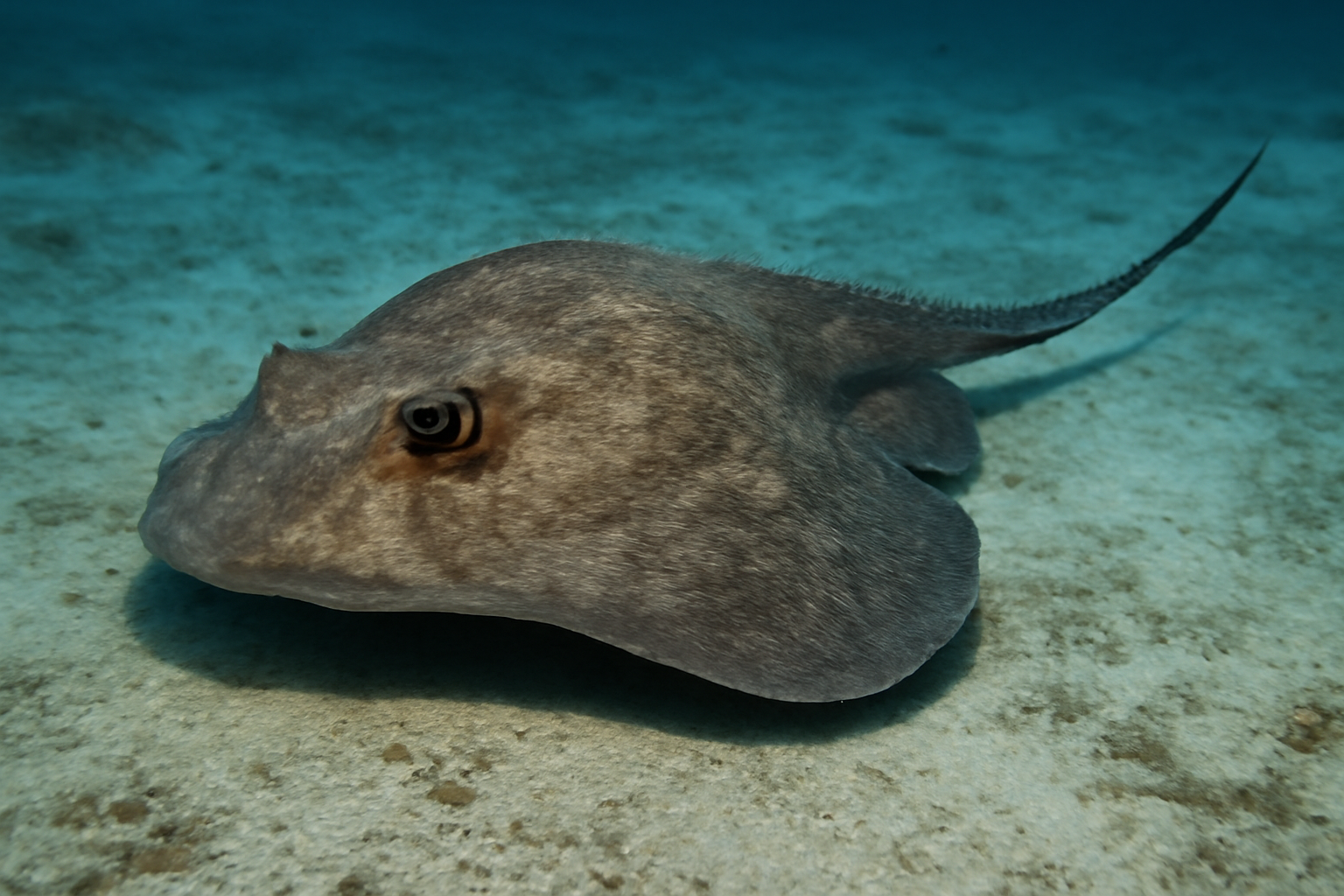 Roughtail Stingray