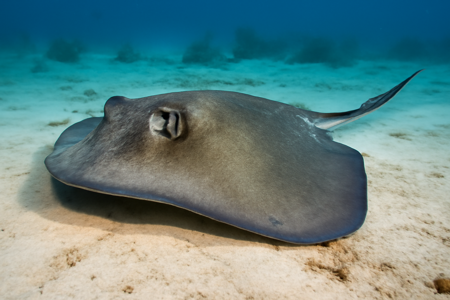 Southern Stingray
