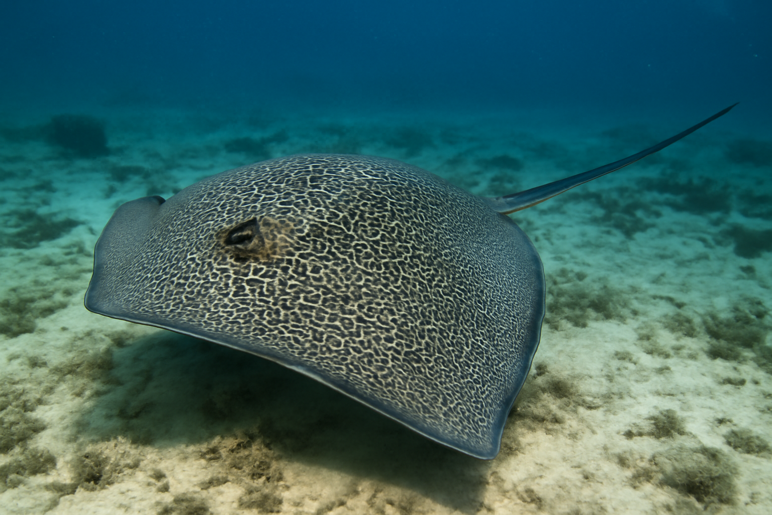 Reticulate Whipray