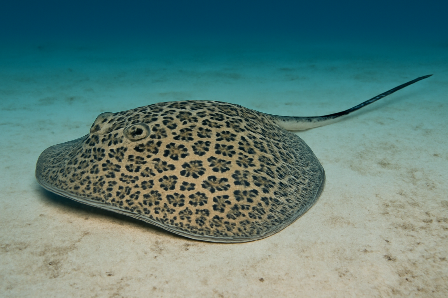 Leopard Whipray