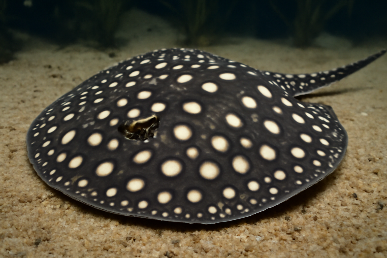 White-blotched River Stingray