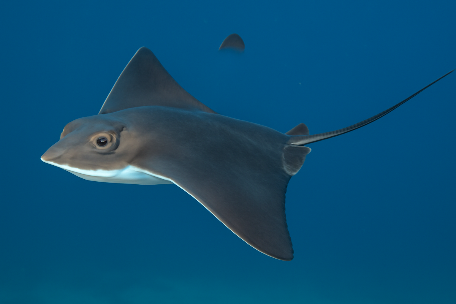Pelagic Stingray