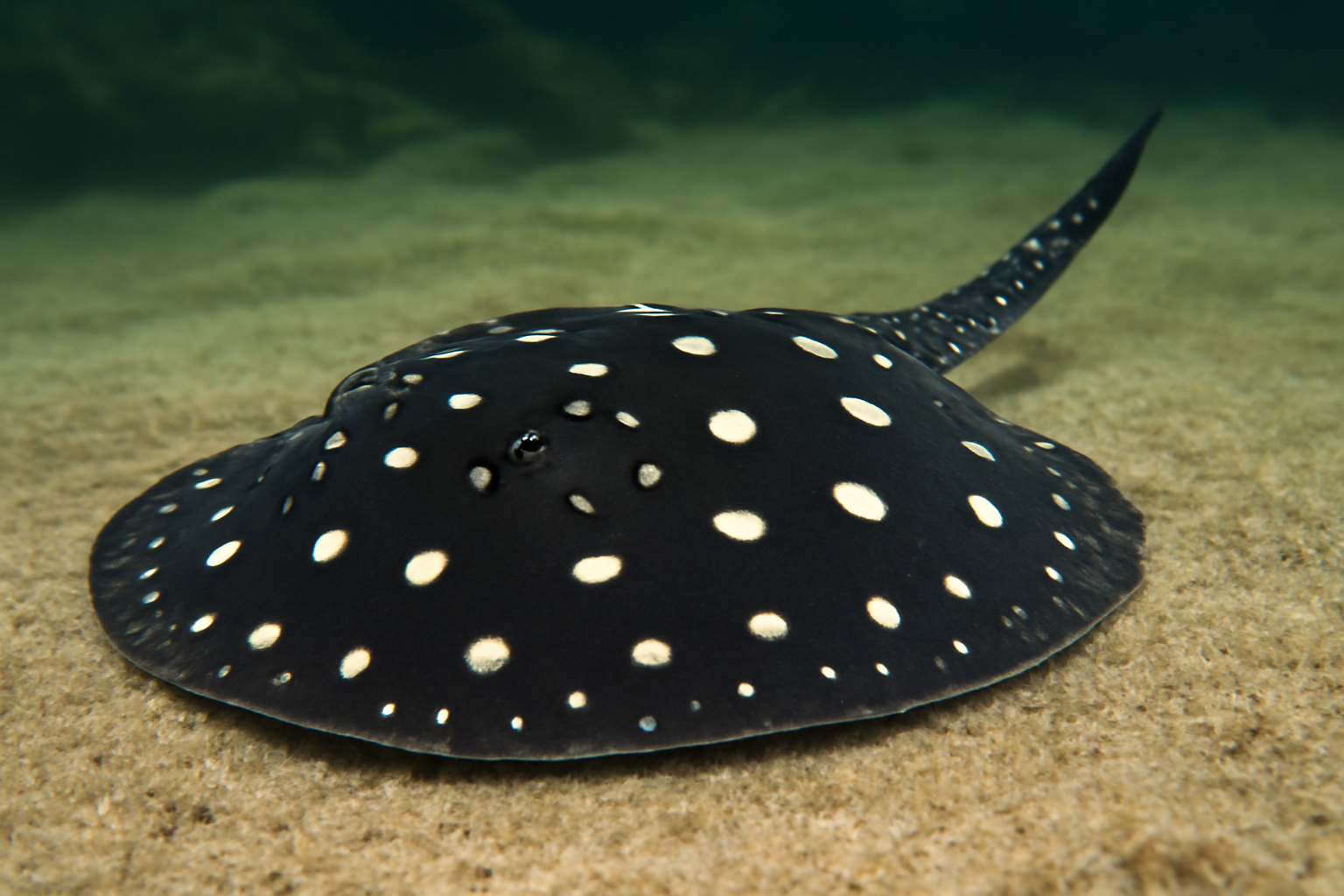Black River Stingray