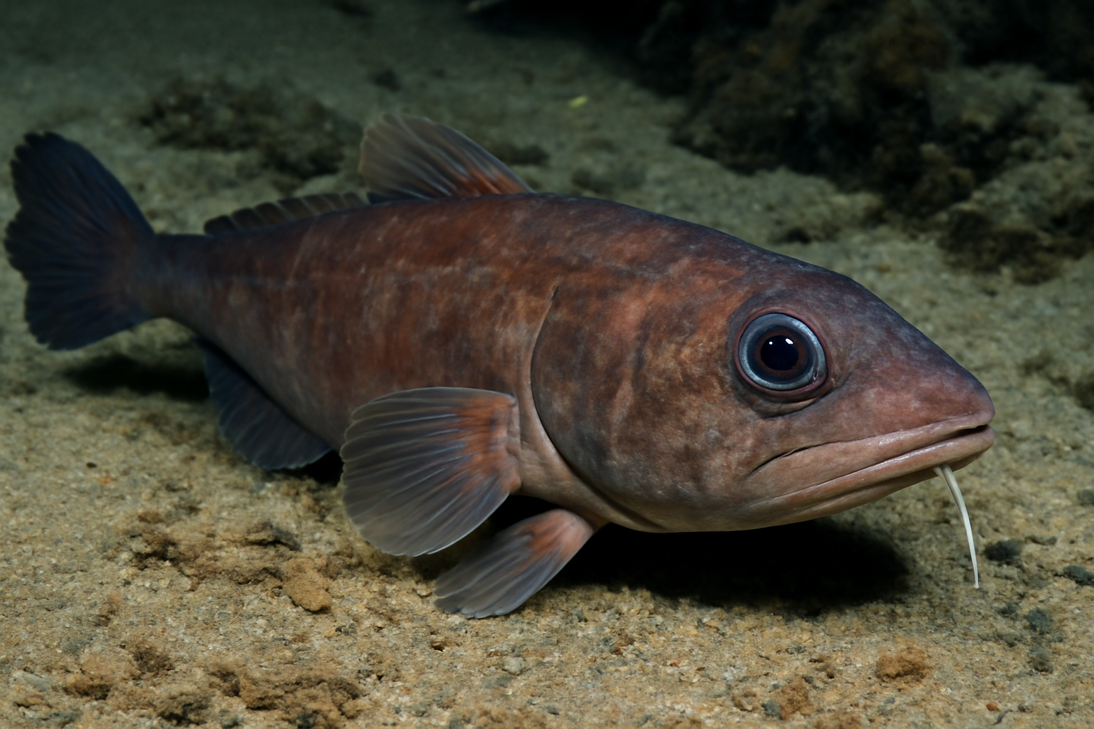 Pacific flatnose